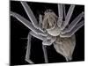 Spider, SEM-Steve Gschmeissner-Mounted Photographic Print