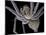 Spider, SEM-Steve Gschmeissner-Mounted Photographic Print
