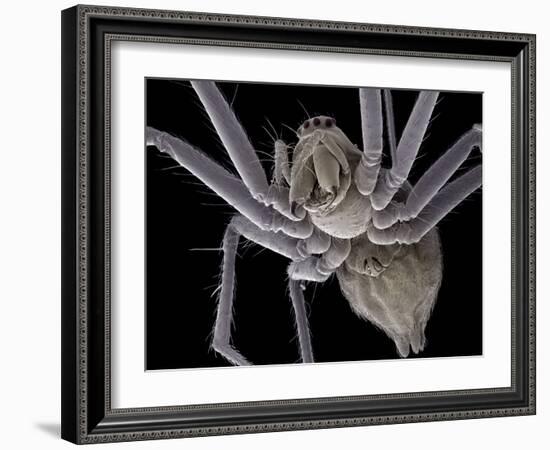 Spider, SEM-Steve Gschmeissner-Framed Photographic Print