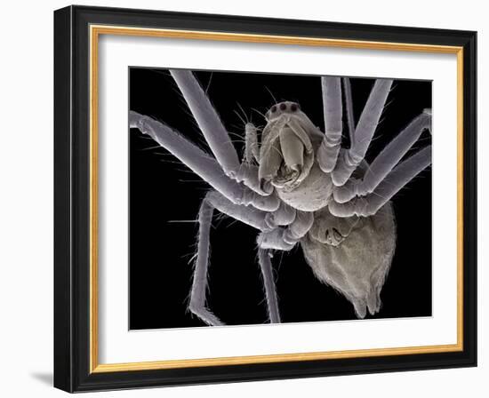 Spider, SEM-Steve Gschmeissner-Framed Photographic Print