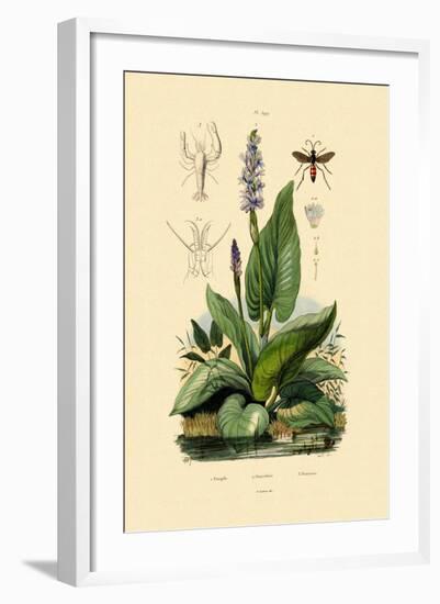 Spider Wasp, 1833-39-null-Framed Giclee Print