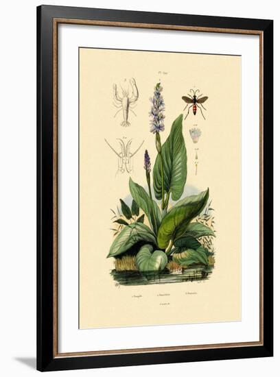 Spider Wasp, 1833-39-null-Framed Giclee Print