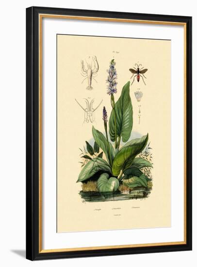 Spider Wasp, 1833-39-null-Framed Giclee Print