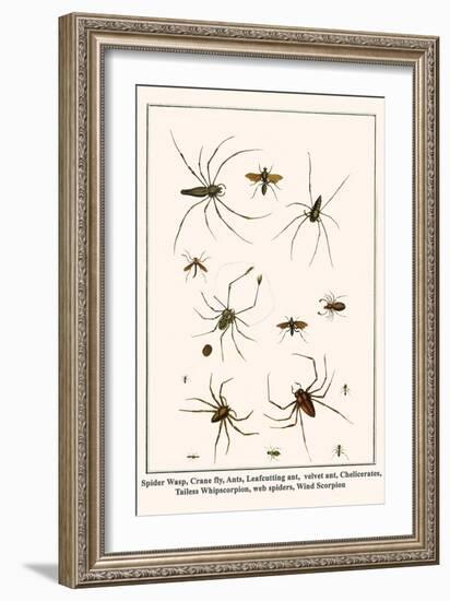 Spider Wasp, Crane Fly, Ants, Leafcutting Ant, Velvet Ant, Chelicerates, Tailess Whipscorpion, etc.-Albertus Seba-Framed Art Print