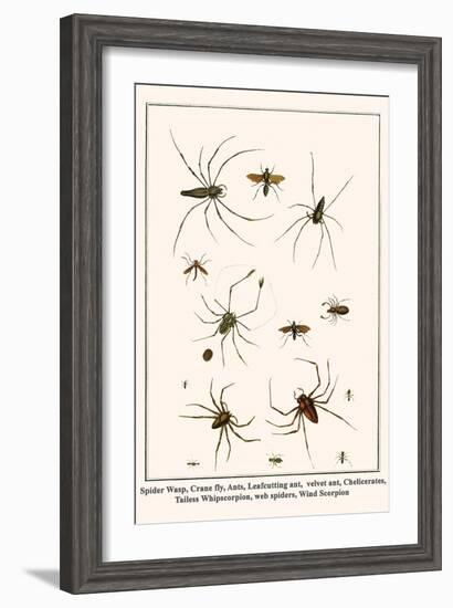 Spider Wasp, Crane Fly, Ants, Leafcutting Ant, Velvet Ant, Chelicerates, Tailess Whipscorpion, etc.-Albertus Seba-Framed Art Print