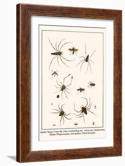 Spider Wasp, Crane Fly, Ants, Leafcutting Ant, Velvet Ant, Chelicerates, Tailess Whipscorpion, etc.-Albertus Seba-Framed Art Print