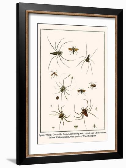 Spider Wasp, Crane Fly, Ants, Leafcutting Ant, Velvet Ant, Chelicerates, Tailess Whipscorpion, etc.-Albertus Seba-Framed Art Print