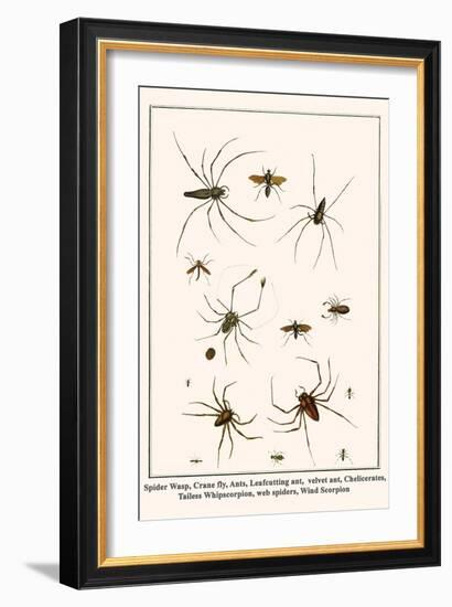 Spider Wasp, Crane Fly, Ants, Leafcutting Ant, Velvet Ant, Chelicerates, Tailess Whipscorpion, etc.-Albertus Seba-Framed Art Print