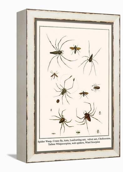 Spider Wasp, Crane Fly, Ants, Leafcutting Ant, Velvet Ant, Chelicerates, Tailess Whipscorpion, etc.-Albertus Seba-Framed Stretched Canvas