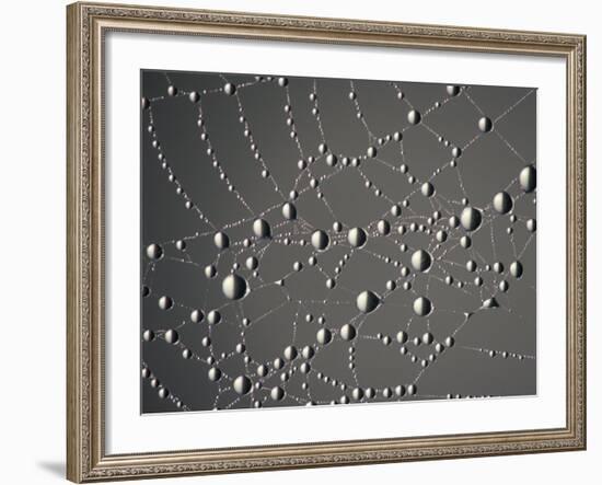 Spider Web and Dew Drops, National Bison Range, Montana, USA-Darrell Gulin-Framed Photographic Print