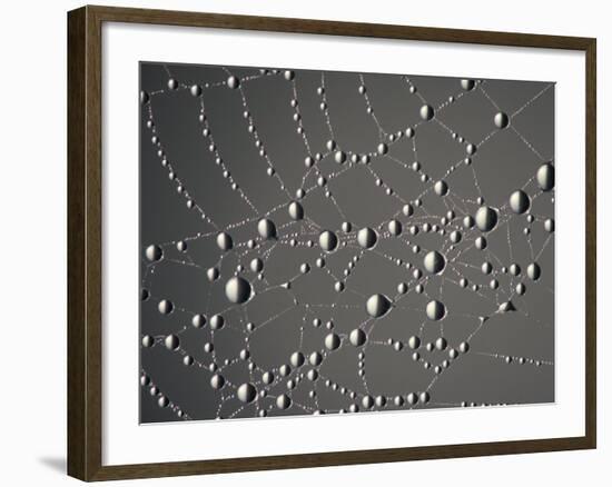 Spider Web and Dew Drops, National Bison Range, Montana, USA-Darrell Gulin-Framed Photographic Print