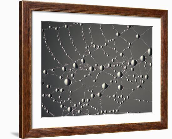 Spider Web and Dew Drops, National Bison Range, Montana, USA-Darrell Gulin-Framed Photographic Print