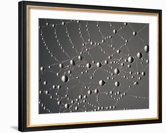 Spider Web and Dew Drops, National Bison Range, Montana, USA-Darrell Gulin-Framed Photographic Print