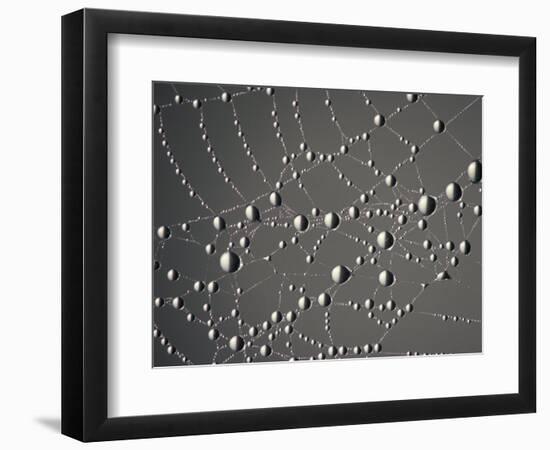 Spider Web and Dew Drops, National Bison Range, Montana, USA-Darrell Gulin-Framed Photographic Print