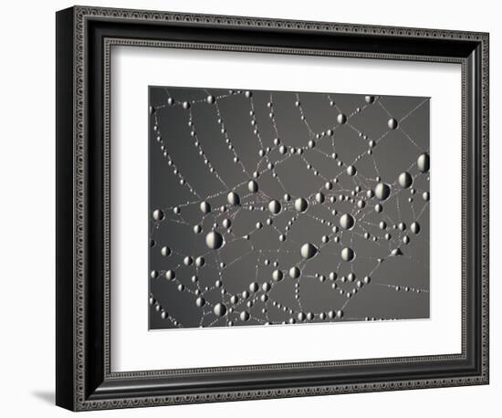 Spider Web and Dew Drops, National Bison Range, Montana, USA-Darrell Gulin-Framed Photographic Print