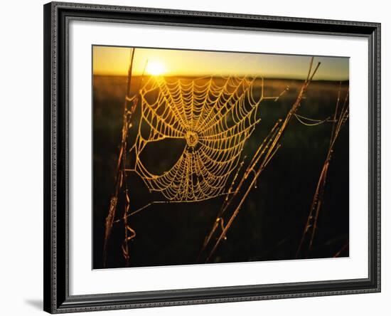 Spider Web at Sunrise, Fort Niobrara National Wildlife Refuge, Nebraska, USA-Chuck Haney-Framed Photographic Print