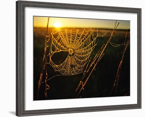 Spider Web at Sunrise, Fort Niobrara National Wildlife Refuge, Nebraska, USA-Chuck Haney-Framed Photographic Print