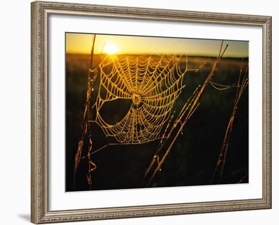 Spider Web at Sunrise, Fort Niobrara National Wildlife Refuge, Nebraska, USA-Chuck Haney-Framed Photographic Print