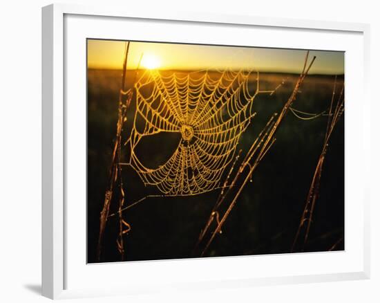 Spider Web at Sunrise, Fort Niobrara National Wildlife Refuge, Nebraska, USA-Chuck Haney-Framed Photographic Print