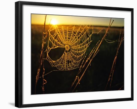 Spider Web at Sunrise, Fort Niobrara National Wildlife Refuge, Nebraska, USA-Chuck Haney-Framed Photographic Print