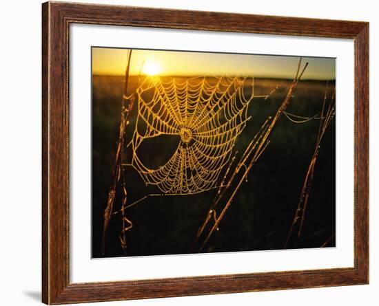 Spider Web at Sunrise, Fort Niobrara National Wildlife Refuge, Nebraska, USA-Chuck Haney-Framed Photographic Print