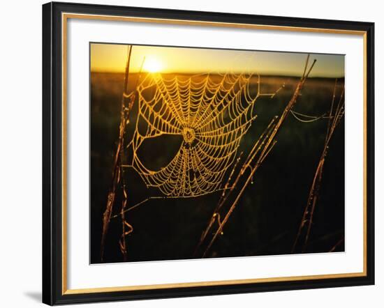 Spider Web at Sunrise, Fort Niobrara National Wildlife Refuge, Nebraska, USA-Chuck Haney-Framed Photographic Print