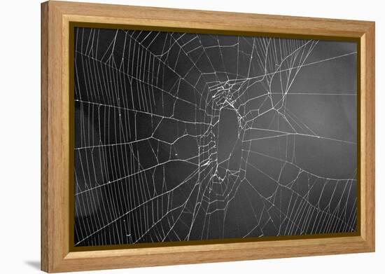 Spider Web b/w-null-Framed Stretched Canvas