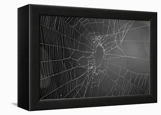 Spider Web b/w-null-Framed Stretched Canvas