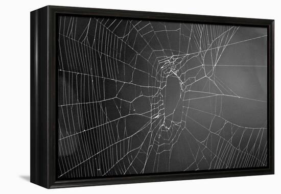 Spider Web b/w-null-Framed Stretched Canvas