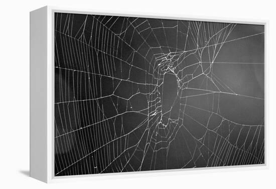 Spider Web b/w-null-Framed Stretched Canvas