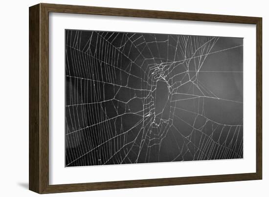 Spider Web b/w-null-Framed Photo