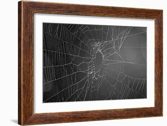 Spider Web b/w-null-Framed Photo