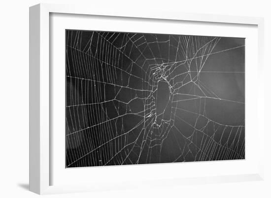 Spider Web b/w-null-Framed Photo