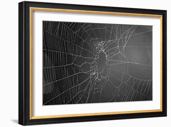 Spider Web b/w-null-Framed Photo