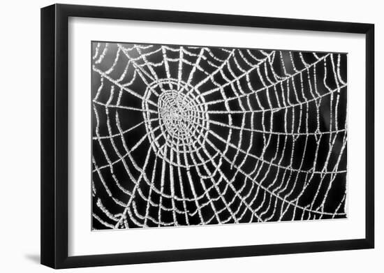 Spider Web Sparkle-erichan-Framed Art Print