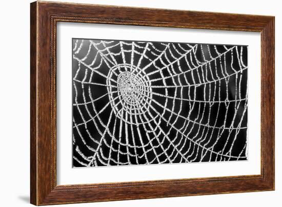 Spider Web Sparkle-erichan-Framed Art Print