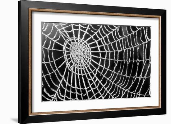 Spider Web Sparkle-erichan-Framed Art Print