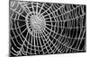 Spider Web Sparkle-erichan-Mounted Art Print