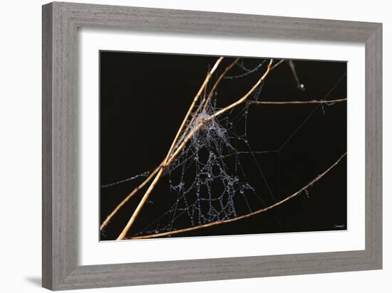 Spider Web with Dew Drops-Gordon Semmens-Framed Photographic Print