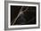 Spider Web with Dew Drops-Gordon Semmens-Framed Photographic Print