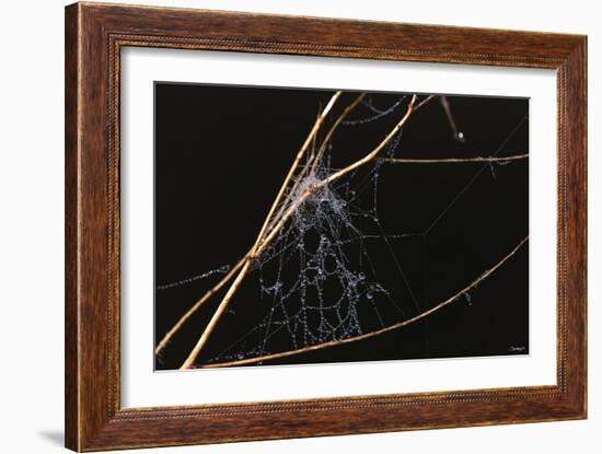 Spider Web with Dew Drops-Gordon Semmens-Framed Photographic Print