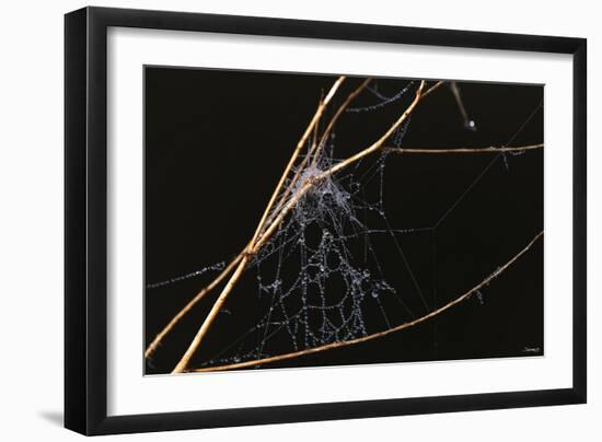 Spider Web with Dew Drops-Gordon Semmens-Framed Photographic Print