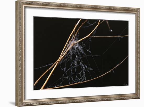 Spider Web with Dew Drops-Gordon Semmens-Framed Photographic Print