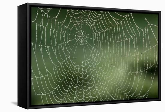Spider Web-Adrian Bicker-Framed Premier Image Canvas