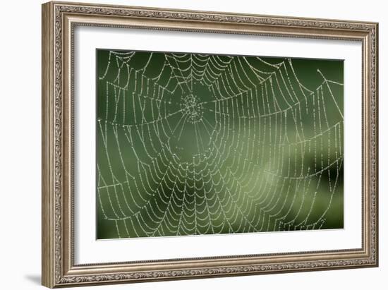 Spider Web-Adrian Bicker-Framed Photographic Print