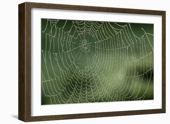 Spider Web-Adrian Bicker-Framed Photographic Print