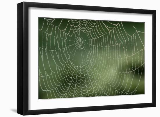 Spider Web-Adrian Bicker-Framed Photographic Print