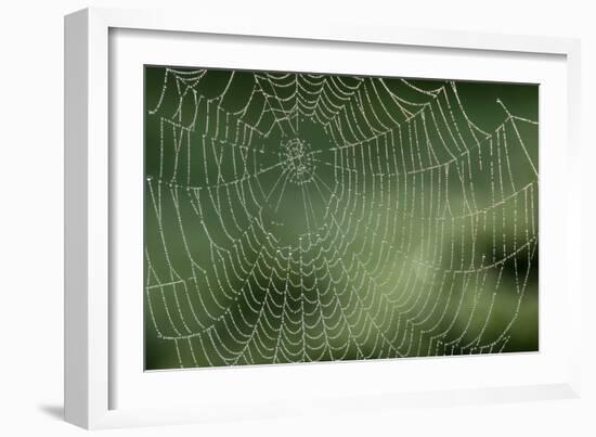 Spider Web-Adrian Bicker-Framed Photographic Print