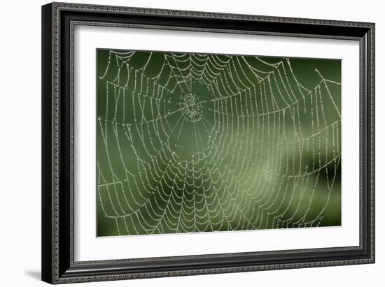 Spider Web-Adrian Bicker-Framed Photographic Print