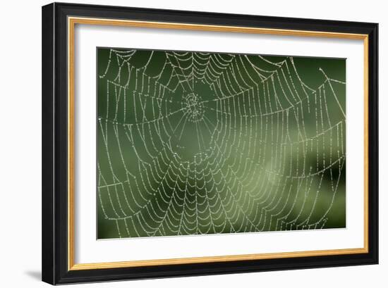 Spider Web-Adrian Bicker-Framed Photographic Print